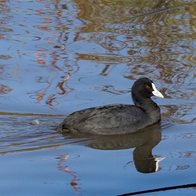 Fulica atra (Eurasian Coot) at Monash, ACT - 30 May 2025 by AlisonMilton