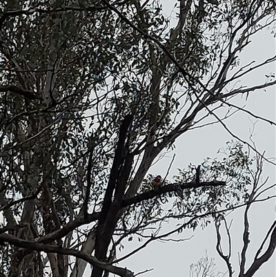 Platycercus eximius (Eastern Rosella) at Walla Walla, NSW - 18 Jun 2025 by RobCook