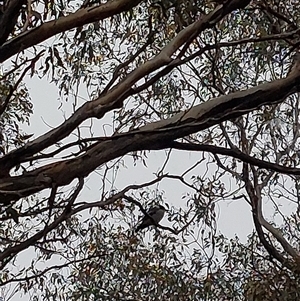 Cracticus torquatus at Walla Walla, NSW - Today by RobCook