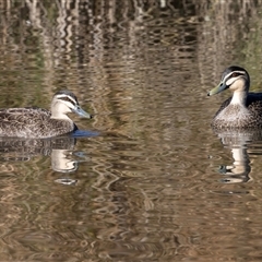 Anas superciliosa (Pacific Black Duck) at Monash, ACT - 30 May 2025 by AlisonMilton