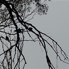 Corcorax melanorhamphos (White-winged Chough) at Walla Walla, NSW - 18 Jun 2025 by RobCook