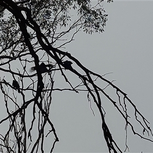 Corcorax melanorhamphos at Walla Walla, NSW - Today by RobCook