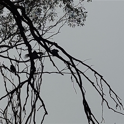 Corcorax melanorhamphos (White-winged Chough) at Walla Walla, NSW - 18 Jun 2025 by RobCook