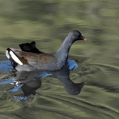 Gallinula tenebrosa (Dusky Moorhen) at Monash, ACT - 30 May 2025 by AlisonMilton