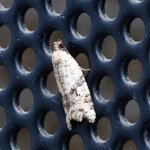Clarana clarana (A Tortricid moth) at Turner, ACT - 27 Feb 2025 by ConBoekel
