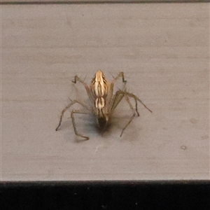 Oxyopes (genus) (Lynx spider) at Turner, ACT - 27 Feb 2025 by ConBoekel