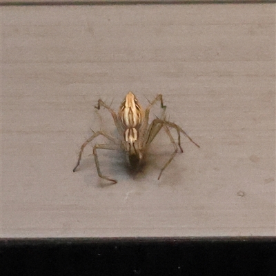 Oxyopes (genus) (Lynx spider) at Turner, ACT - 27 Feb 2025 by ConBoekel