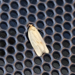 Epiphyas caryotis (A Tortricid moth) at Turner, ACT - 27 Feb 2025 by ConBoekel