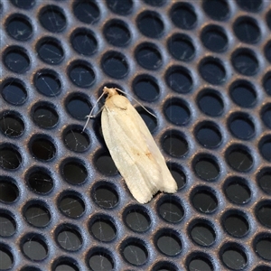 Epiphyas caryotis (A Tortricid moth) at Turner, ACT - 27 Feb 2025 by ConBoekel