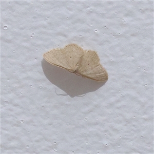 Scopula optivata (Varied Wave) at Turner, ACT - 28 Feb 2025 by ConBoekel