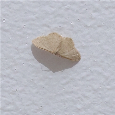 Scopula optivata (Varied Wave) at Turner, ACT - 28 Feb 2025 by ConBoekel