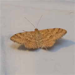 Scopula rubraria (Reddish Wave, Plantain Moth) at Turner, ACT - 28 Feb 2025 by ConBoekel