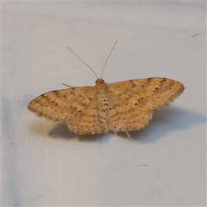 Scopula rubraria (Reddish Wave, Plantain Moth) at Turner, ACT - 28 Feb 2025 by ConBoekel