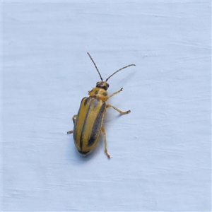 Unverified Leaf beetle (Chrysomelidae) at Turner, ACT - 28 Feb 2025 by ConBoekel