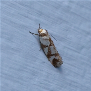 Palimmeces habrophanes (A Concealer moth) at Turner, ACT - 28 Feb 2025 by ConBoekel
