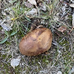 Unverified Bolete - Fleshy texture, stem central (more-or-less) at Belconnen, ACT - 18 Jun 2025 by Dora