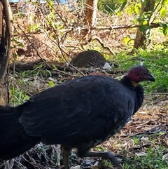 Alectura lathami (Australian Brush-turkey) at Noosa Heads, QLD - 15 Jun 2025 by AaronClausen