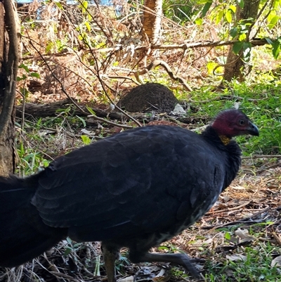 Alectura lathami (Australian Brush-turkey) at Noosa Heads, QLD - 15 Jun 2025 by AaronClausen