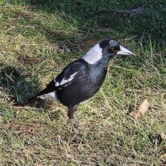 Gymnorhina tibicen (Australian Magpie) at Braidwood, NSW - 18 Jun 2025 by MatthewFrawley