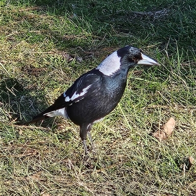 Gymnorhina tibicen (Australian Magpie) at Braidwood, NSW - 18 Jun 2025 by MatthewFrawley