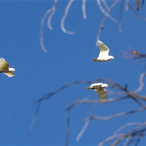 Cacatua sanguinea (Little Corella) at Monash, ACT - 30 May 2025 by AlisonMilton
