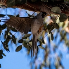 Manorina melanocephala (Noisy Miner) at Isabella Plains, ACT - 30 May 2025 by AlisonMilton