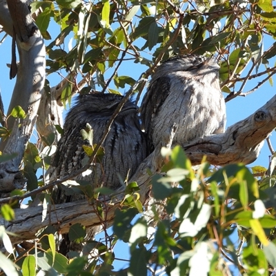 Podargus strigoides (Tawny Frogmouth) at Kambah, ACT - 18 Jun 2025 by LineMarie
