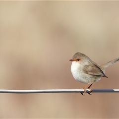 Malurus cyaneus (Superb Fairywren) at Kambah, ACT - 18 Jun 2025 by LineMarie
