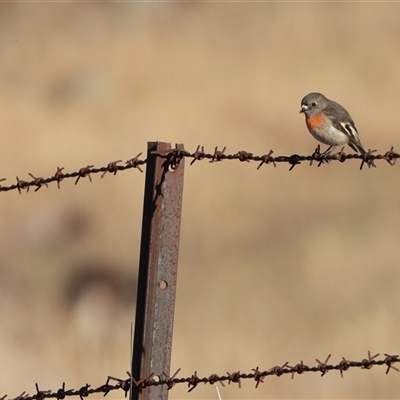 Petroica boodang (Scarlet Robin) at Kambah, ACT - Yesterday by LineMarie