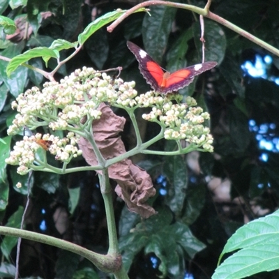 Cethosia cydippe chrysippe (red lacewing) at Finlayvale, QLD - 29 Jun 2016 by JasonPStewartNMsnc2016