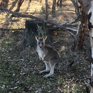 Macropus giganteus at Crowther, NSW - Today by Frecko