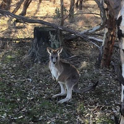 Macropus giganteus (Eastern Grey Kangaroo) at Crowther, NSW - 18 Jun 2025 by Frecko