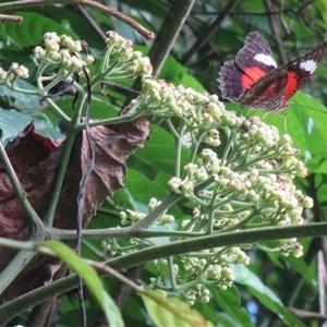 Leea novoguineensis at Finlayvale, QLD - 29 Jun 2016 03:57 PM