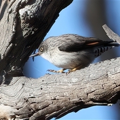 Daphoenositta chrysoptera (Varied Sittella) at Hackett, ACT - 17 Jun 2025 by jb2602