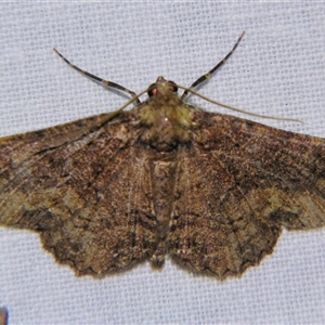 Paradromulia ambigua at Weerriba, QLD - 18 Oct 2008 by PJH123