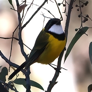 Pachycephala pectoralis at Hackett, ACT - Yesterday by jb2602