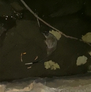 Hydromys chrysogaster (Rakali or Water Rat) at Belconnen, ACT - Today by rhyshardy