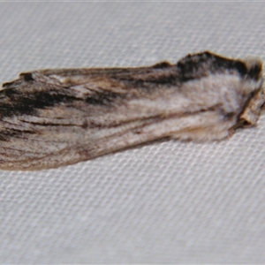 Destolmia lineata at Weerriba, QLD - 18 Oct 2008 11:35 PM