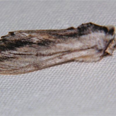 Destolmia lineata (Streaked Notodontid Moth) at Weerriba, QLD - 18 Oct 2008 by PJH123
