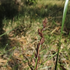 Lepidosperma laeve at Black Rock, VIC - 23 Dec 2016 10:03 AM