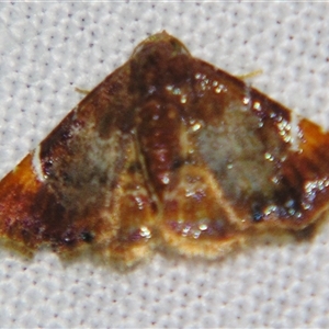 Corgatha drosera at Weerriba, QLD - 18 Oct 2008 11:42 PM