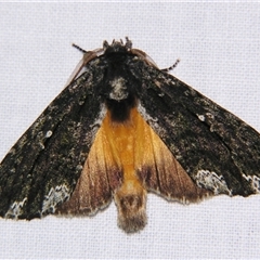 Neola semiaurata (Wattle Notodontid Moth) at Weerriba, QLD - 18 Oct 2008 by PJH123