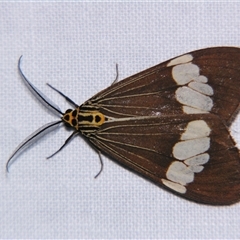 Nyctemera baulus (Asian Magpie Moth) at Weerriba, QLD - 19 Oct 2008 by PJH123