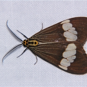 Unverified Tiger moth (Arctiinae) at Weerriba, QLD - 19 Oct 2008 by PJH123