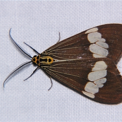 Nyctemera baulus (Asian Magpie Moth) at Weerriba, QLD - 19 Oct 2008 by PJH123