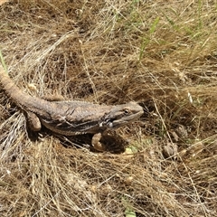Pogona barbata (Eastern Bearded Dragon) at Crowther, NSW - 21 Dec 2016 by Frecko