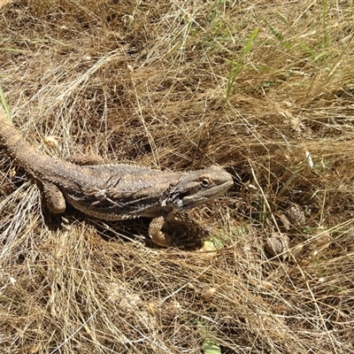 Pogona barbata (Eastern Bearded Dragon) at Crowther, NSW - 21 Dec 2016 by Frecko