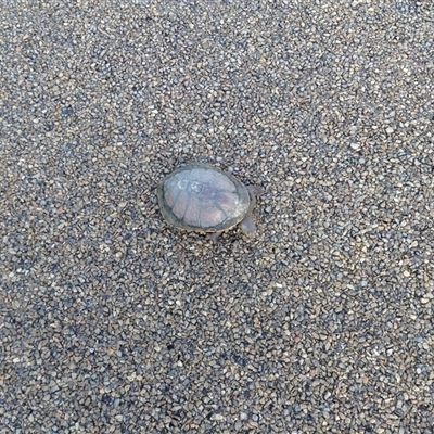 Chelodina longicollis (Eastern Long-necked Turtle) at Crowther, NSW - 31 Aug 2016 by Frecko