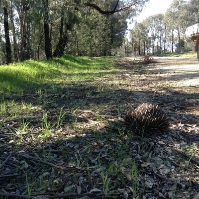Tachyglossus aculeatus (Short-beaked Echidna) at Crowther, NSW - 6 Sep 2016 by Frecko