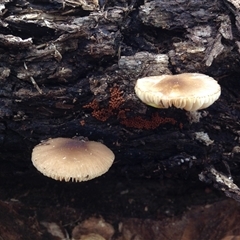 Unverified Fungus at Crowther, NSW - 20 Sep 2016 by Frecko